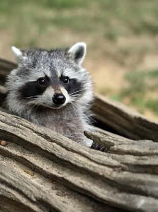 Portrait of lotor common raccoon. Tree hiding place of raccoon. Look out of hiding. Photography of nature and wildlife.