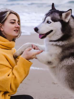 Young beautiful woman in yellow pullover sweater plays with a dog (grey and white husky) on the beach