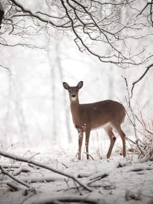 Small deer standing at the edge of the treeline.