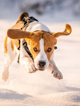 A Beagle dog running in a field in covered in snow. Sunset during winter