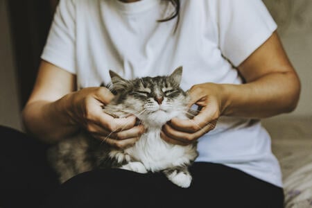 A gray striped cat with green eyes is sitting in the girl's arms. Women's hands are stroking a pet. They are sitting on the bed in the bedroom. International Cat Day