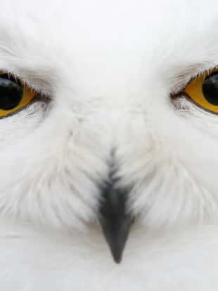 Evil eyes of the snow - Close-up portrait of a Snowy owl (Bubo scandiacus) looking directly into the camera.
