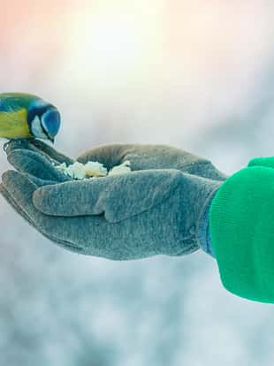 Beautifull girl pour seeds in bird feeder in winter snowy garden. Bluetit perched on a girls hand in a wintery scene.