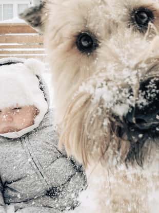 Soft coated wheaten terrier launching towards the camera to photobomb a picture of a baby sitting outside in the snow during winter. Low res iPhone image.