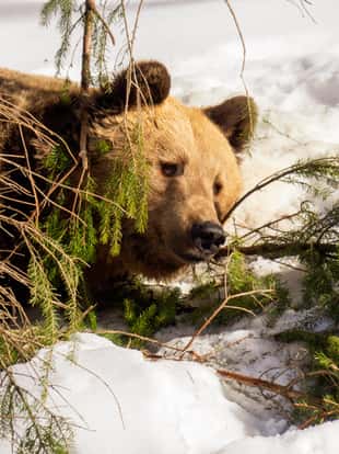 Grünau im Almtal, Austrian Alps, Austria - February 16th 2019. A brown bear lying in the warm spring sun and playing with a fallen tree branch.