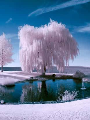 Infrared scene of a pond and trees on a beautiful sunny day