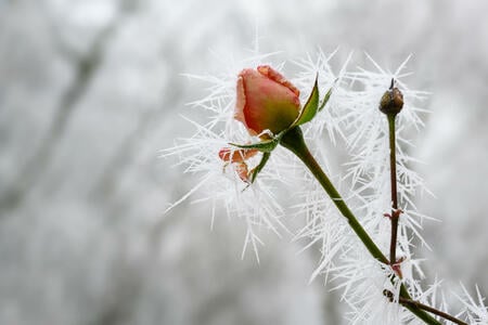 rose bud with long frozen ice needles from the winter hoar frost in winter, greeting card for valentine's day with copy space, selected focus, narrow depth of field
