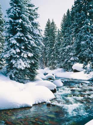 Fresh Winter Snow Covers Forest Along Cascade Creek At Lake Tahoe,Calif.