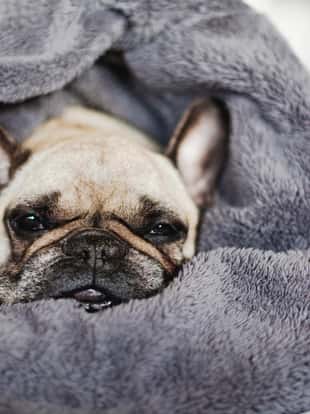 French Bulldog under the blanket.