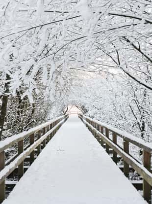 Treelined wooden footbridge snow covered