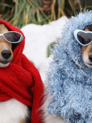 On a snowy day, two Shetland Sheepdogs are all dressed up in scarves and sunglasses.