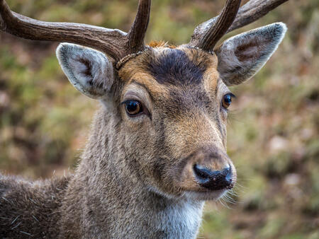 Wild Deer Portrait