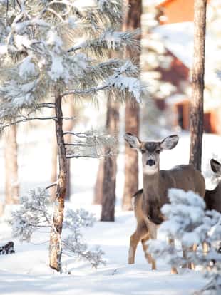 Deer foraging through the forest on a cold winter day. Fresh snowfall blankets the ground and pine trees. Deer are alert and looking at the camera. Lots of copy space.
