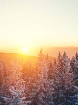 Snowcapped winter forest at sunset. View from above.