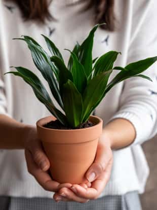 Woman holding dracaena plant