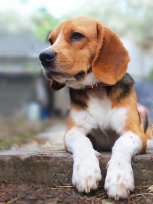 Beagle dog and brown cat lying together on the footpath outdoor in the park.