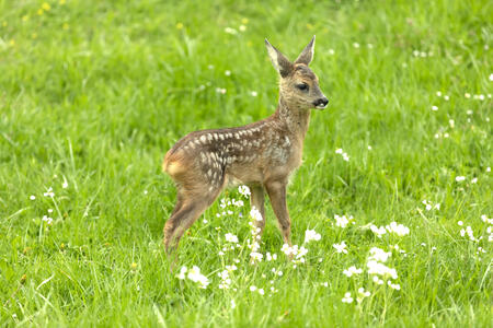 Beautiful Deer Fawn standing on meadow with flowers in springtime.