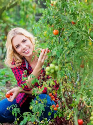 Beautiful young woman in checked red shirt harvesting tomatoes, sunny autumn