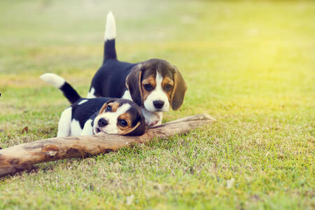 Cute young Beagles playing together in garden