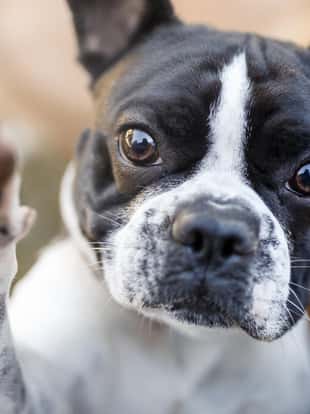 Cute french bulldog giving paw