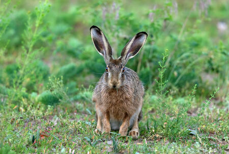 Front view of an european hare eating grass.