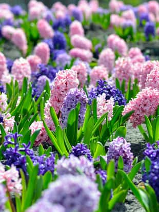 Flowerbed with colorful hyacinths, traditional spring flower, Easter flower, Easter background, floral background