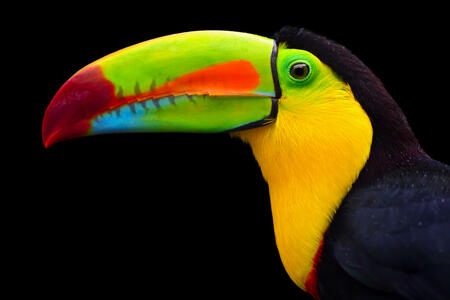 close-up of a keel-billed toucan  (Ramphastos sulfuratus), also known as sulfur-breasted toucan or rainbow-billed toucan