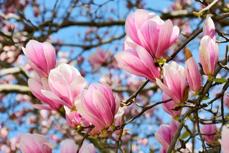 Sonnenbeschienene Magnolienblüten vor strahlend blauem Himmel