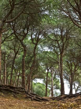 beautiful spot in a Mediterranean pine forest