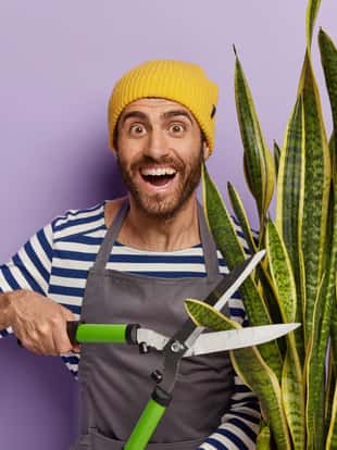 Seasonal pruning of house plants. Positive unshaven man gardener holds big hedge clippers, involved in plant breeding, cares about sansevieria growth, wears apron and yellow hat, stands indoor