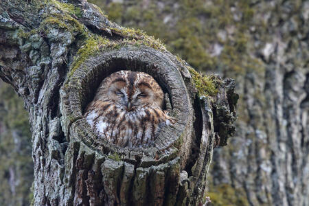 Tawny owl (Strix aluco) sleeping in a tree hole.