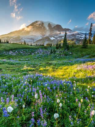 Reflection lake trail. Summer, Mount Rainier National Park