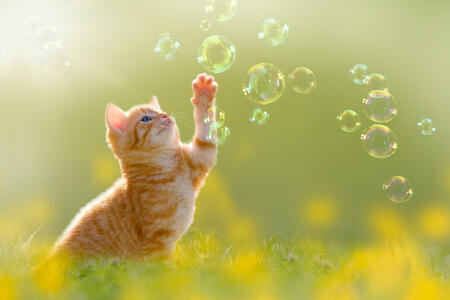 junges Kätzchen spielt mit Seifenblasen, bubbles auf grüner Wiese