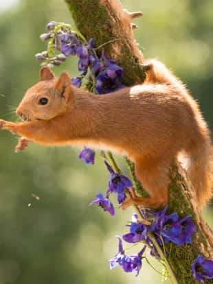 close up of  red squirrel  holding on to a tree with moss  with flowers reaching out