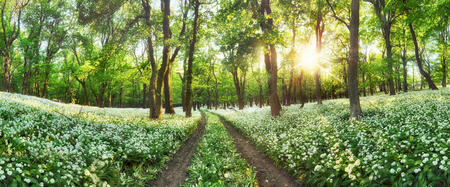 Panorama of Forest green landscape with white flowers and path