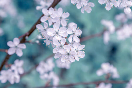 White flowers of a cherry tree in the spring. Mint toning.