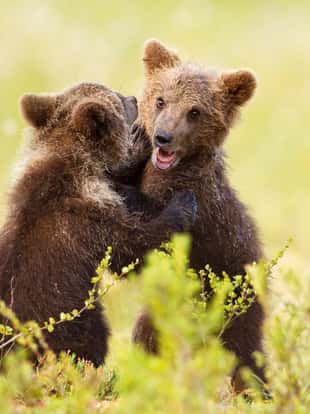 Two cute Eurasian brown bear cubs play-fighting in boreal forest, Finland.