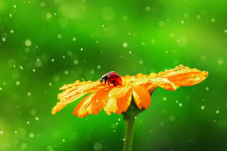 Ladybug on daisy flower and water drops, abstract background.