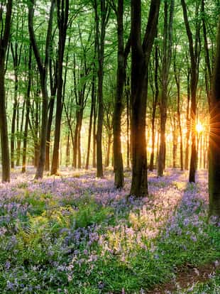 Beautiful bluebell forest and path at sunrise. Dense woodland nature landscape