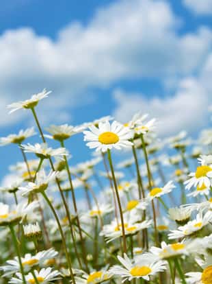 Camomile flowers in the field against the sky with clouds