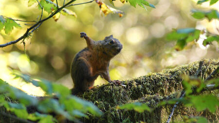 Hoh Rain Forest, Olympic National Park, WASHINGTON USA - October 2014: Red Squirrel sitting on a moss covered tree