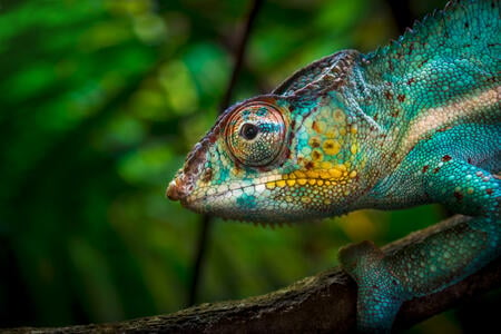 Close-up of a colorful chameleon on a tree. Although it seems easily visible, vivid colors provide him an excellent camouflage in a tropical forest. (shallow DOF)