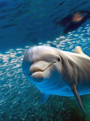 dolphin underwater on ocean background looking at you with school of fish and sea lion background