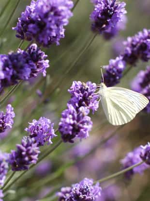 Lavendel , Feld, Lavandula angustifolia