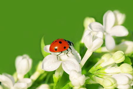 the ladybug creeps on white flowers in the spring
