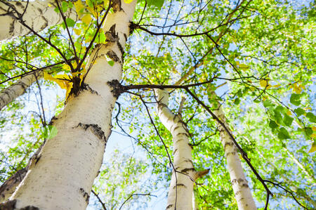 Green birch in spring forest. Blurred nature background. Small depth of field