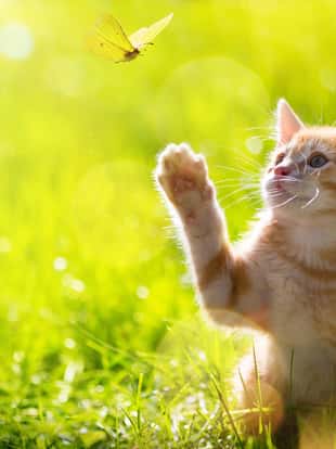 art Young cat / kitten hunting a ladybug with Back Lit