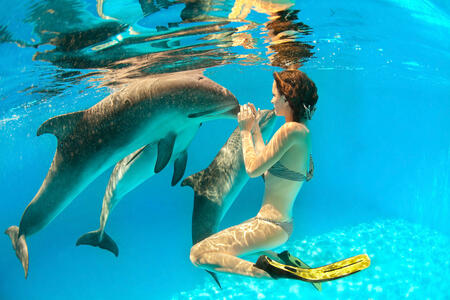 Girl touches a dolphin's nose under water