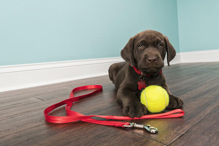 A cute young Chocolate Labrador puppy lying down on the hardwood floor with a white baseboard and green wall in the background, looking at the camera while wearing a red nylon collar with red bone shaped dog tag with a red nylon leash and a yellow tennis ball on the floor, waiting to be walked.