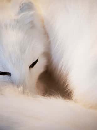 Artic fox resting.